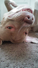 Load image into Gallery viewer, Custom Pet Dog Head Pop Grip
