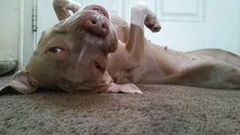 Load image into Gallery viewer, Custom Pet Dog Head Pop Grip