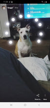 Load image into Gallery viewer, Custom "Rollo" Pet Dog Head Inspired Pop Grip/ Popsocket