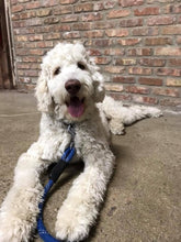 Load image into Gallery viewer, Rizzo Labradoodle Dog Head Inspired Pop Grip/ Popsocket