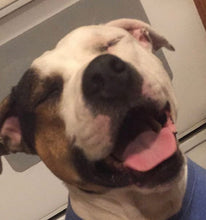 Load image into Gallery viewer, Custom Pet Dog Head Inspired Pop Grip/ Popsocket