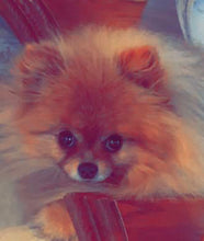 Load image into Gallery viewer, Custom “Lola” Pomeranian Pet Dog Head Inspired Pop Grip/ Popsocket