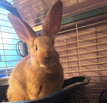 Load image into Gallery viewer, Custom Pet Bunny Head Inspired Pop Grip/ Popsocket