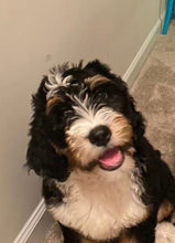 Load image into Gallery viewer, Custom “Lady” Bernedoodle Pet Dog Head Inspired Pop Grip/ Popsocket