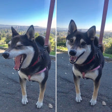 Load image into Gallery viewer, Custom Standing Shiba Inu Dog Inspired Pop Grip/ Popsocket