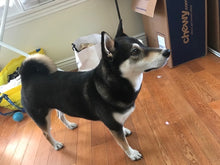 Load image into Gallery viewer, Custom Standing Shiba Inu Dog Inspired Pop Grip/ Popsocket
