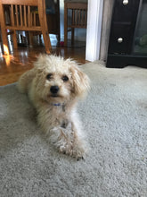 Load image into Gallery viewer, Custom “Murphy” Pet Dog Head Inspired Pop Grip/ Popsocket