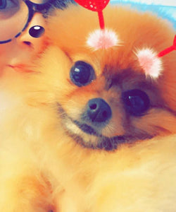 Custom “Lola” Pomeranian Pet Dog Head Inspired Pop Grip/ Popsocket