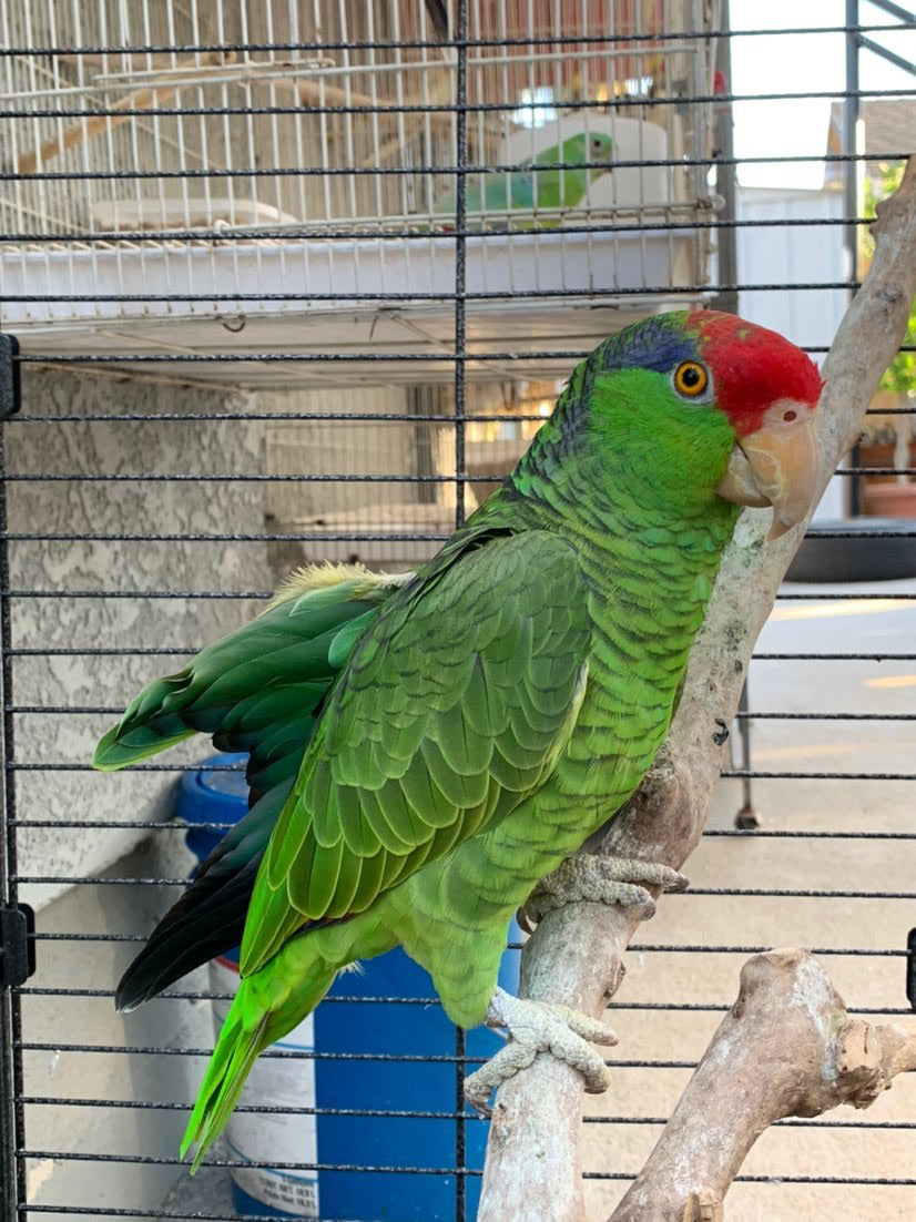 Custom “Titi” Parrot Inspired 
