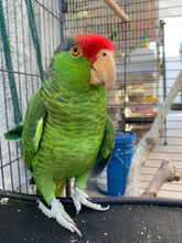 Load image into Gallery viewer, Custom “Titi” Parrot Inspired &quot;Pop&quot; Cell Phone Grip/ Stand