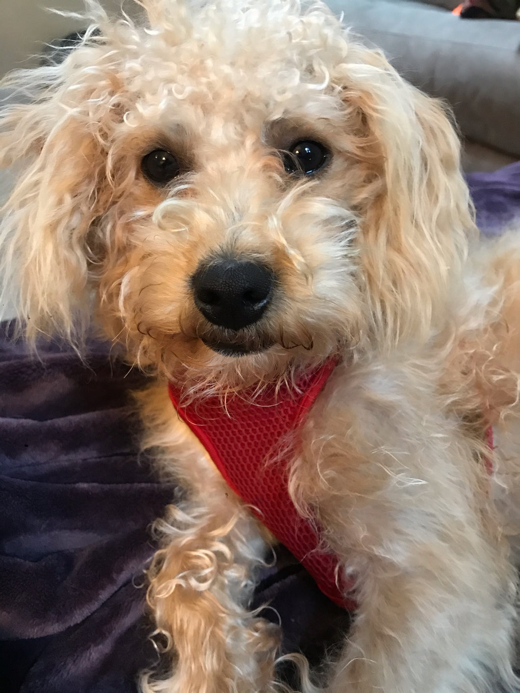 Custom “Murphy” Dog Head Inspired 